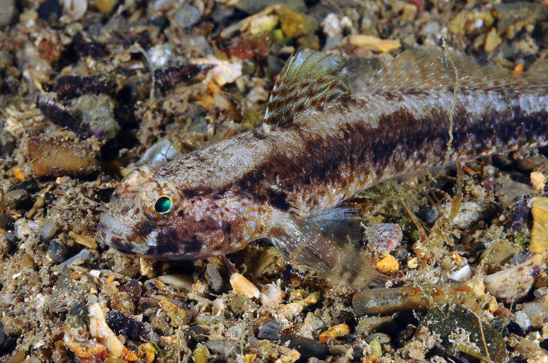 Gobius couchi da Livorno